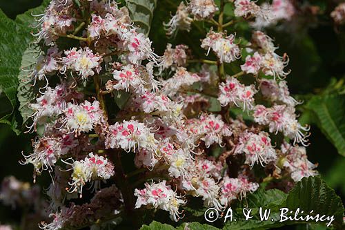 kasztanowiec czerwony Aesculus carnea, liście i kwiaty