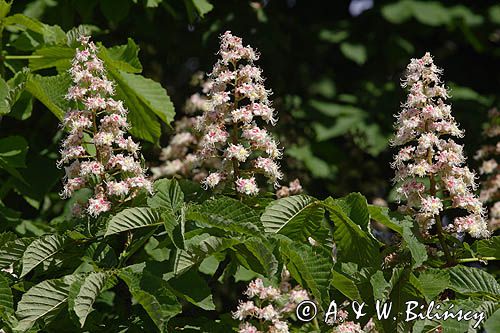 kasztanowiec zwyczajny Aesculus hippocastanum, liście i kwiaty