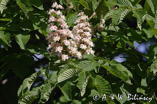 kasztanowiec zwyczajny Aesculus hippocastanum, liście i kwiaty