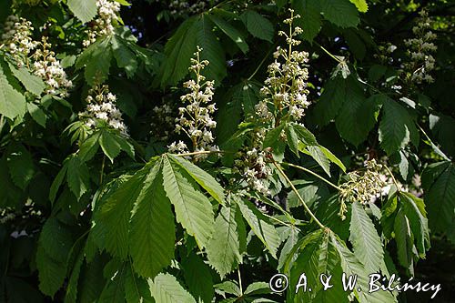 kasztanowiec zwyczajny Aesculus hippocastanum, liście i kwiaty