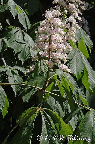 kasztanowiec zwyczajny Aesculus hippocastanum, liście i kwiaty