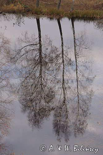 Kaszuby Ziemia Bytowska koło Piaszna, widok z Góry Lemana