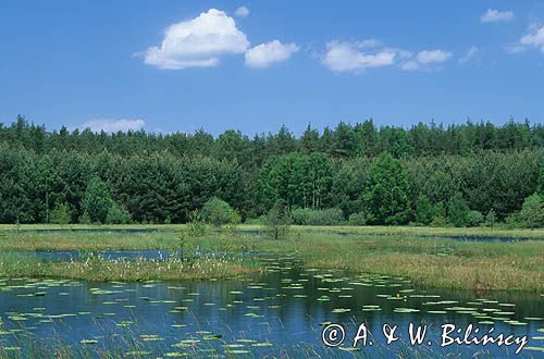 Zarastające jezioro na Kaszubach