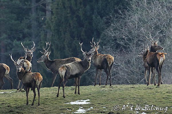 jelenie szlachetne, europejskiei, Cervus elaphus elaphus
jeleń karpacki, stado kawalerów