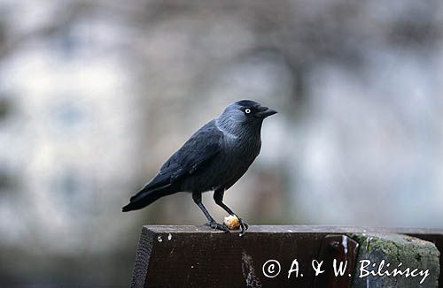 kawka, Coloeus monedula syn. Corvus monedula