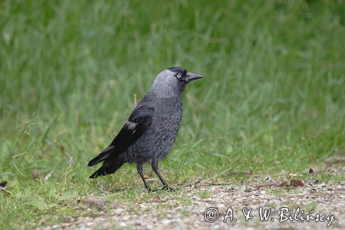 kawka, Coloeus monedula syn. Corvus monedula