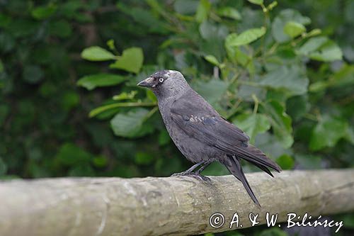 kawka, Coloeus monedula syn. Corvus monedula