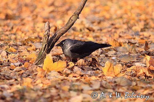 kawka, Coloeus monedula syn. Corvus monedula