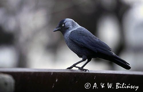 kawka, Coloeus monedula syn. Corvus monedula