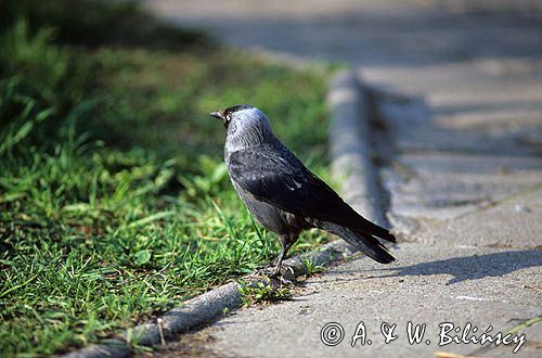 kawka w mieście, Coloeus monedula syn. Corvus monedula