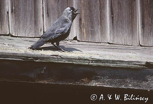 kawka, Coloeus monedula syn. Corvus monedula