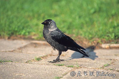 kawka, Coloeus monedula syn. Corvus monedula