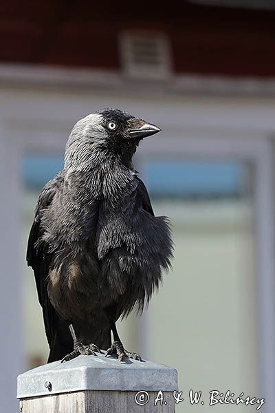 Kawka w Motala, Kanał Gota, Szwecja, Corvus monedula