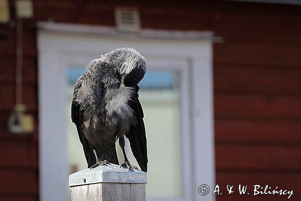 Kawka w Motala, Kanał Gota, Szwecja, Corvus monedula