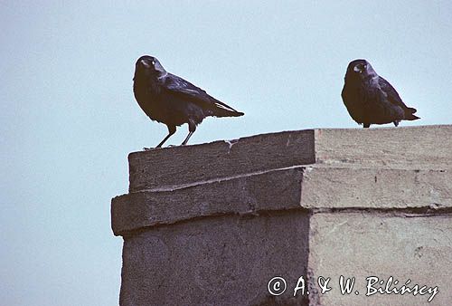 kawki na kominie, Coloeus monedula syn. Corvus monedula