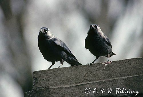 kawki, Coloeus monedula syn. Corvus monedula