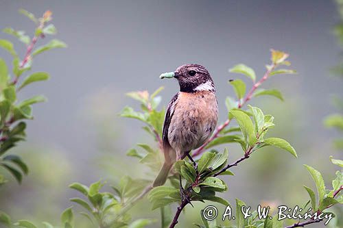 kląskawka, Saxicola rubicola, samica