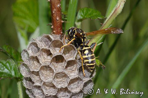 Klecanka polna, Polistes nimpha