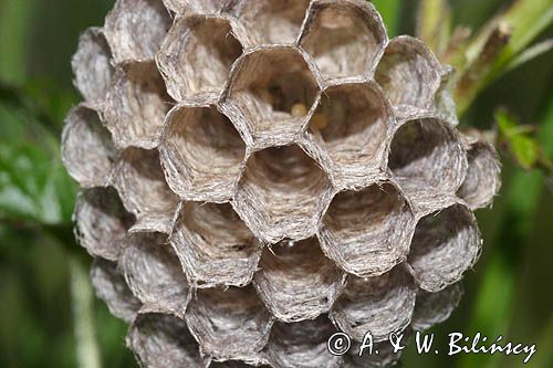 Klecanka polna, Polistes nimpha