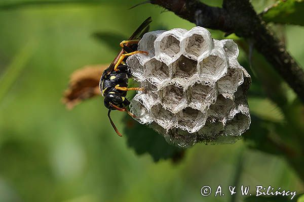 Klecanka polna, Polistes nimpha