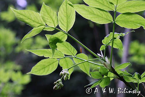 kłokoczka południowa, Staphylea pinnata