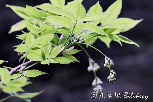 kłokoczka południowa, Staphylea pinnata