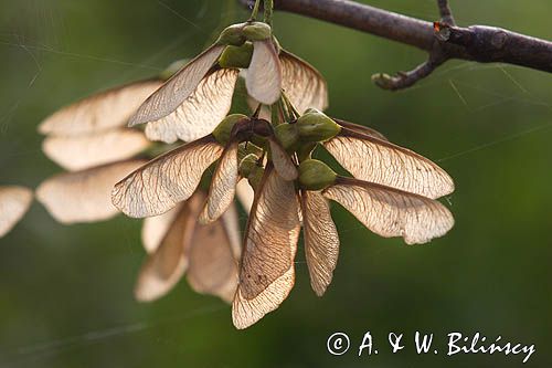 Klon jawor, jawor, klon jaworowy Acer pseudoplatanus) owoce