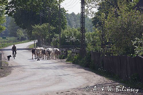 krowy, Klon, Mazury