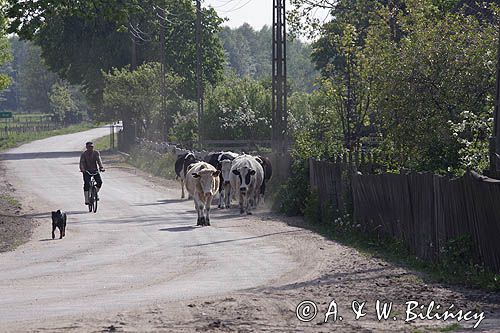 krowy, Klon, Mazury