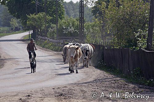 krowy, Klon, Mazury