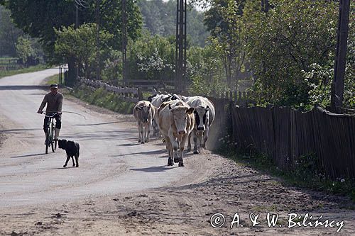 krowy, Klon, Mazury