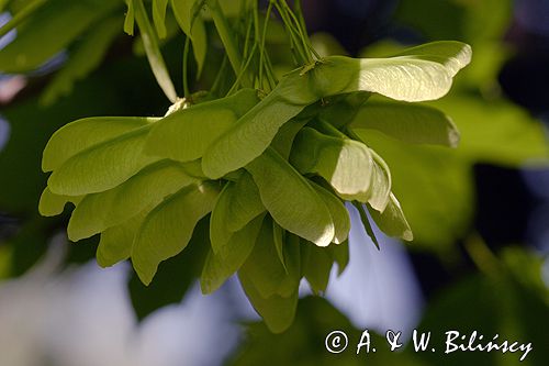 klon zwyczajny Acer platanoides, liście i owoce