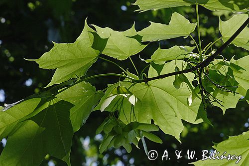 klon zwyczajny Acer platanoides, liście i owoce