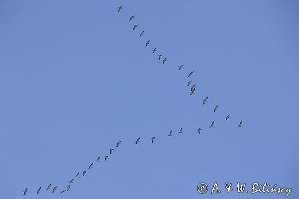 Żuraw zwyczajny, żuraw, żuraw popielaty, żuraw szary, Grus grus, klucz żurawi