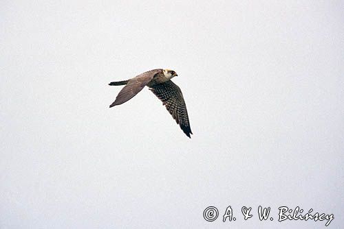 kobczyk, samica, Falco vespertinus, w locie