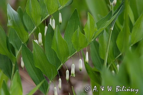 kokoryczka wonna Polygonatum odoratum rezerwat 'Bojarski Grąd' Nadbużański Park Krajobrazowy