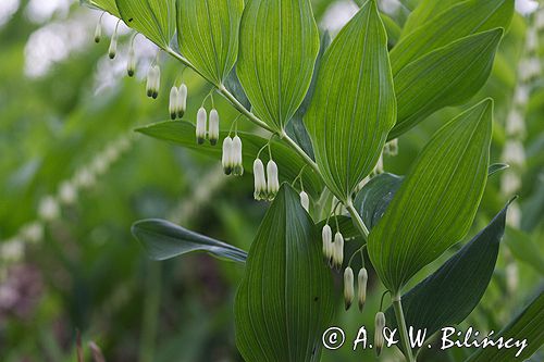 kokoryczka wonna Polygonatum odoratum rezerwat 'Bojarski Grąd' Nadbużański Park Krajobrazowy