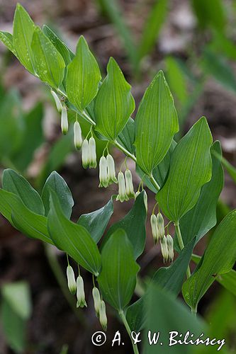 kokoryczka wonna Polygonatum odoratum rezerwat 'Bojarski Grąd' Nadbużański Park Krajobrazowy