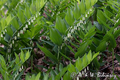 kokoryczka wonna Polygonatum odoratum rezerwat 'Bojarski Grąd' Nadbużański Park Krajobrazowy