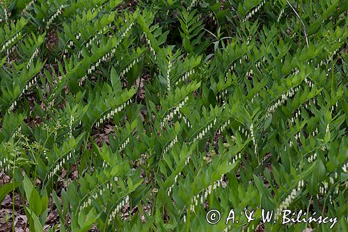 kokoryczka wonna Polygonatum odoratum rezerwat 'Bojarski Grąd' Nadbużański Park Krajobrazowy