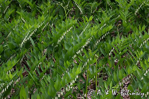 kokoryczka wonna Polygonatum odoratum rezerwat 'Bojarski Grąd' Nadbużański Park Krajobrazowy