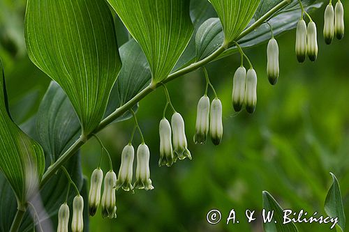 kokoryczka wonna Polygonatum odoratum rezerwat 'Bojarski Grąd' Nadbużański Park Krajobrazowy