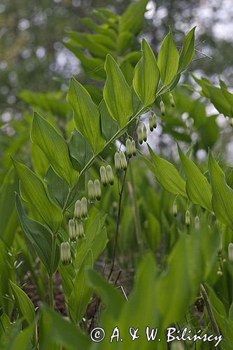 kokoryczka wonna Polygonatum odoratum rezerwat 'Bojarski Grąd' Nadbużański Park Krajobrazowy