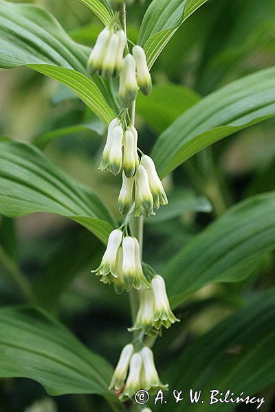 Polygonatum multiflorum, kokoryczka wielokwiatowa