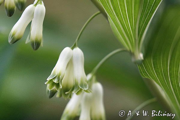 Polygonatum multiflorum, kokoryczka wielokwiatowa