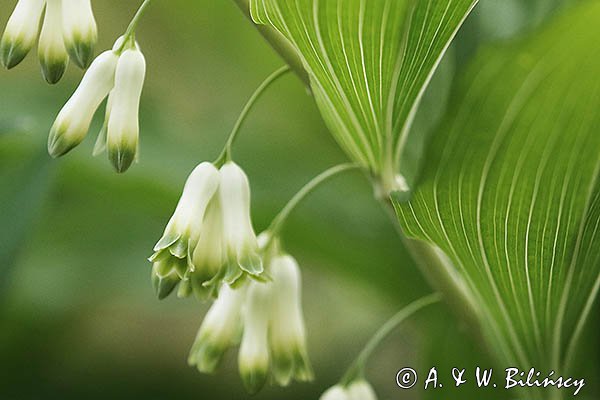 Polygonatum multiflorum, kokoryczka wielokwiatowa