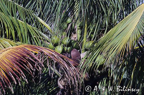 palma kokosowa i kokosy / Cocos nucifera /