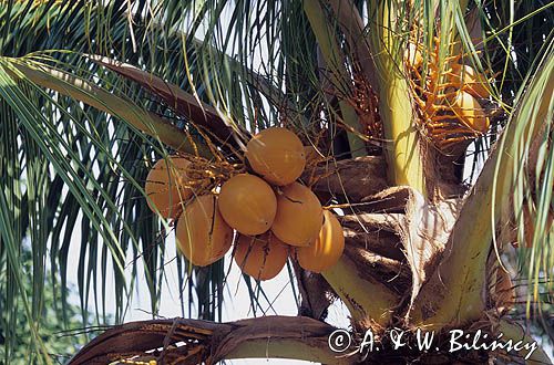 palma kokosowa i kokosy / Cocos nucifera /