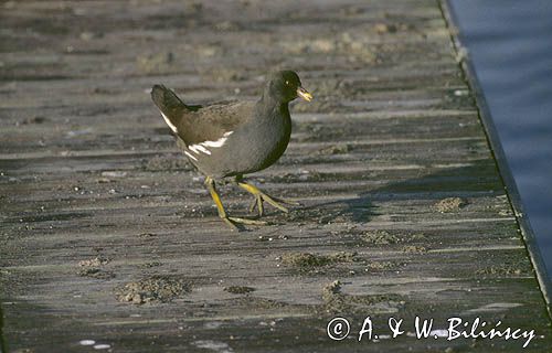 kokoszka, kokoszka zwyczajna, kokoszka wodna, kurka wodna, Gallinula chloropus