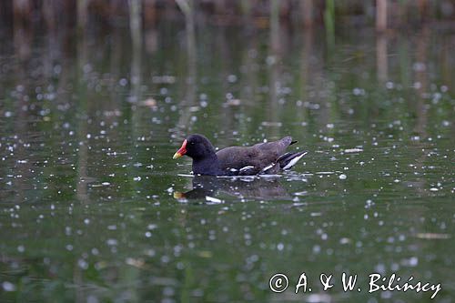 kokoszka wodna = kurka wodna / Gallinula chloropus/